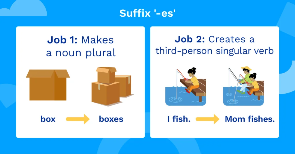 Illustration of suffix '-es' making a noun a plural and creating a third person singular verb.