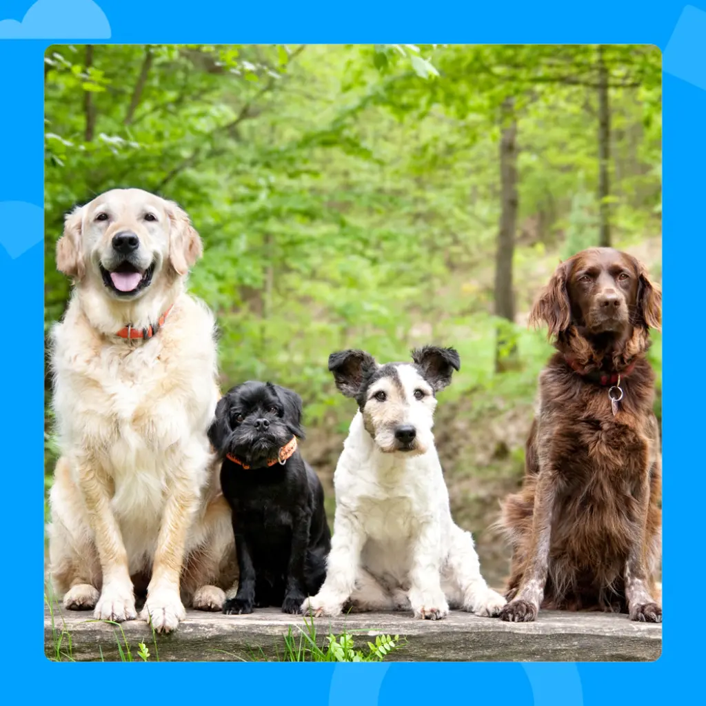 Photo of four different dogs.