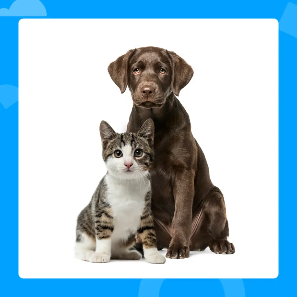 Photo of a dog and a cat sitting together.