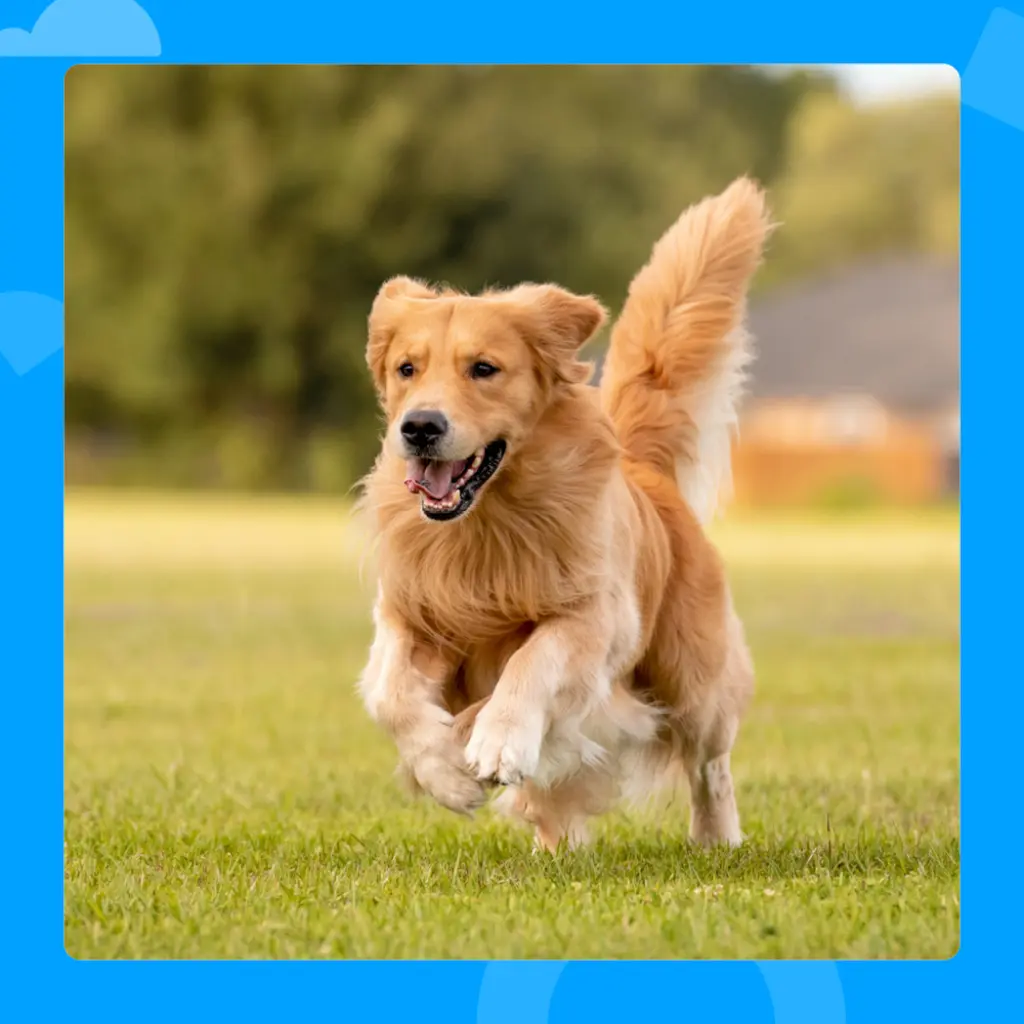 Photo of a running dog.