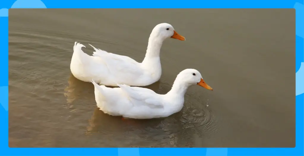 Photo of two ducks swimming.
