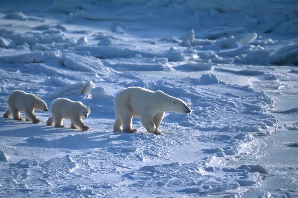 An adult polar bear and two young polar bears walking across the snow.