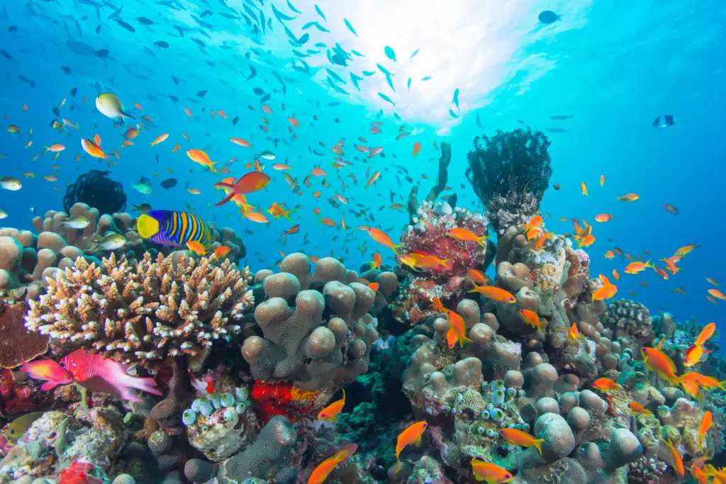 Bright fish swim among coral formations in a vibrant underwater environment. Sunlight shines through the clear water, creating a lively scene.