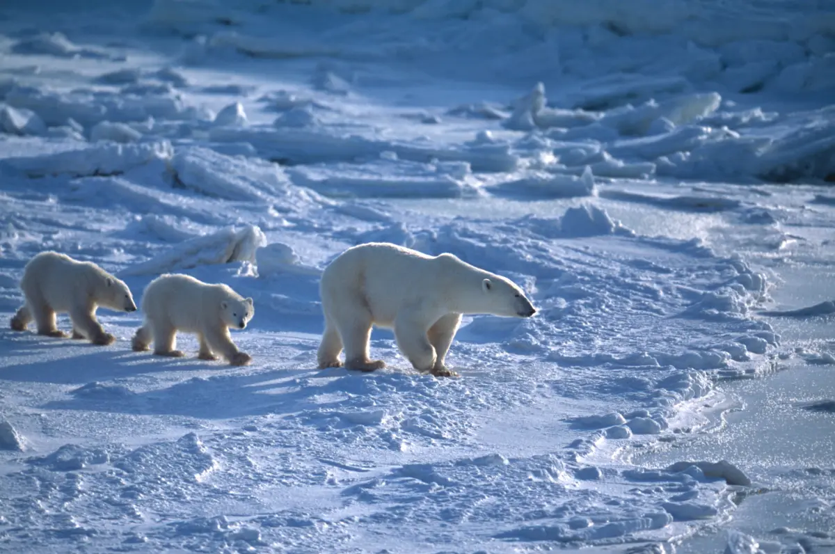An adult and two young polar bears walking across the snow.